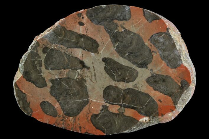 Polished Linella Avis Stromatolite Section - Million Years #129154